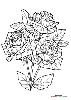 3 Valentines roses coloring page