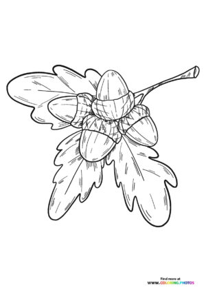 Acorn on a brach coloring page