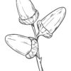 Acorns on a branch coloring page