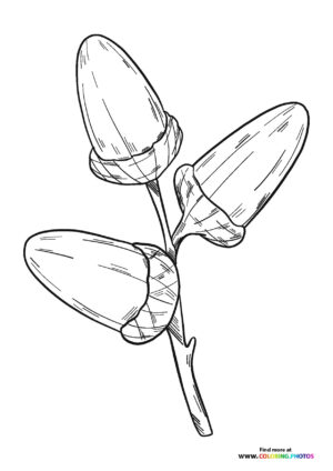 Acorns on a branch coloring page