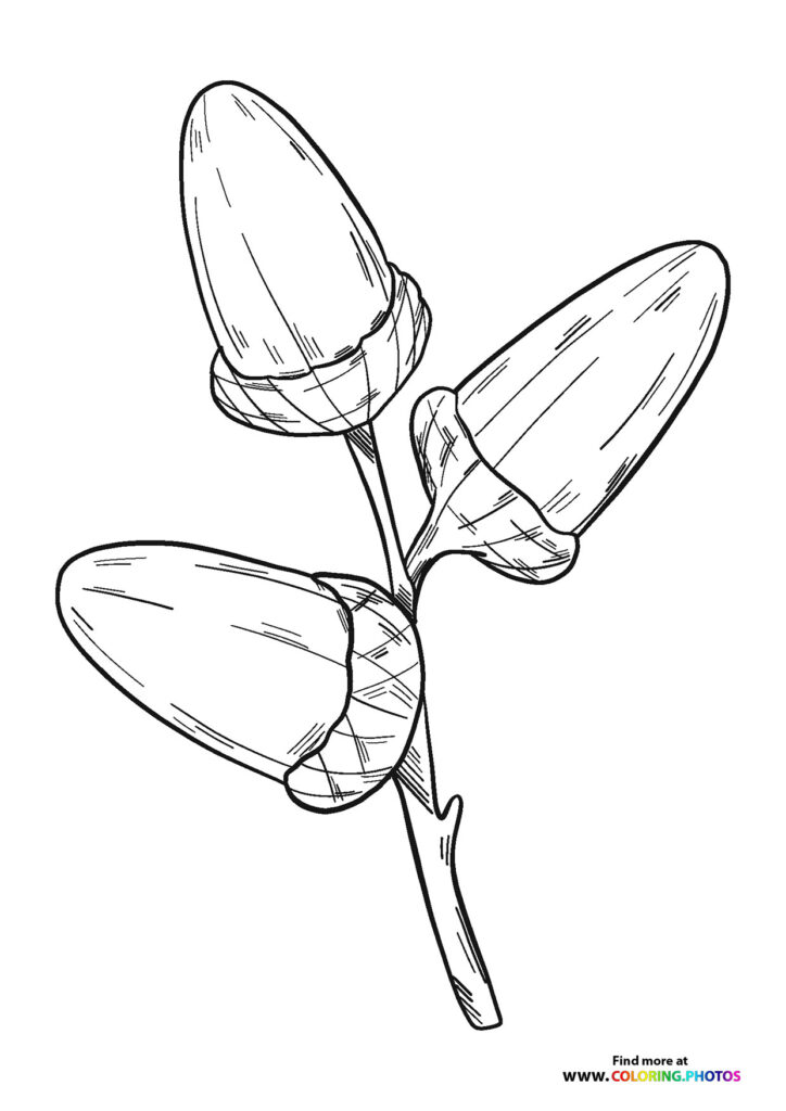 Three acorns with textured caps attached to a thin branch coloring page
