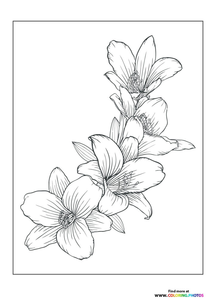 Four delicate flowers blooming on a single stem with detailed petals and stamens coloring page