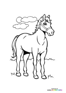 Horses