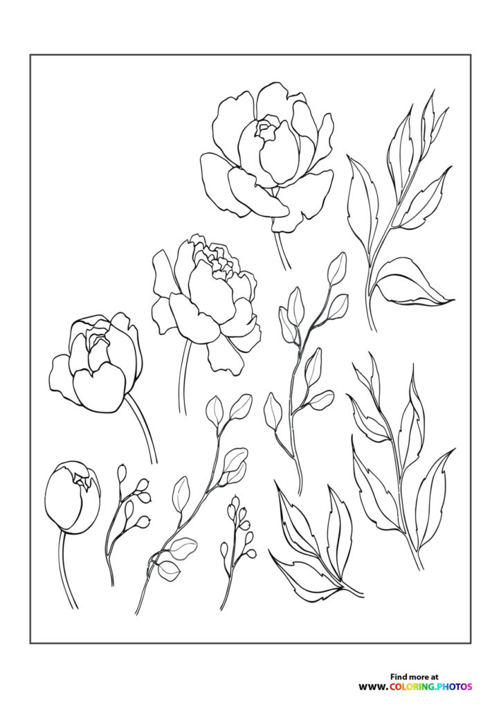 Three peonies and botanical buds with leaves coloring page