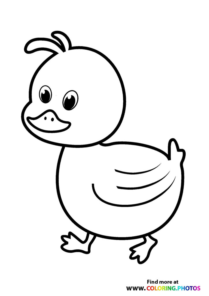 Ducks - Coloring Pages for kids