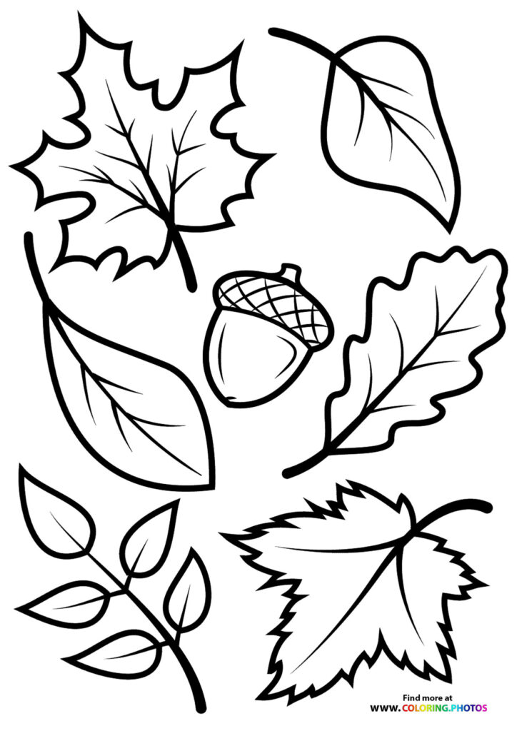 Autumn leaves including maple, oak, and acorn with veins coloring page