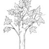 Fall oak tree coloring page