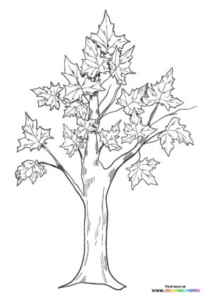 Fall oak tree coloring page