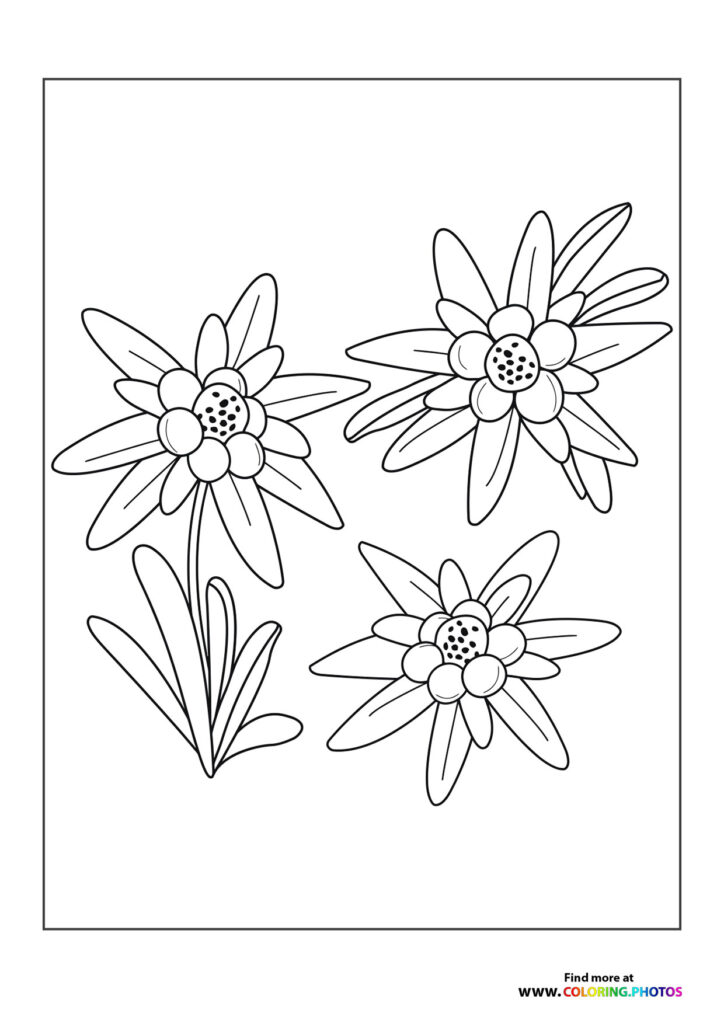 Three daisy flowers with elongated petals and dotted centers coloring page