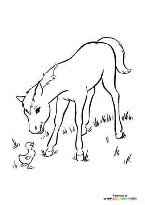 Horse playing with duck