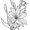 Easter Lily coloring page