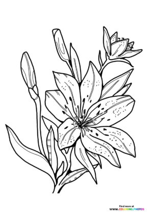 Easter Lily coloring page