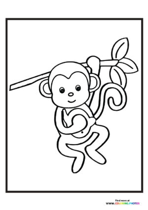 Little monkey in zoo