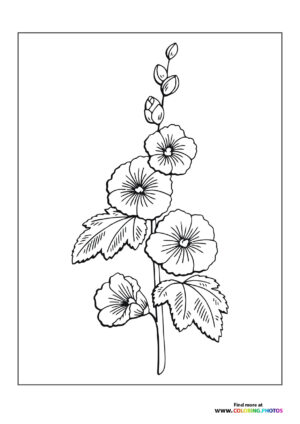 Nice flower