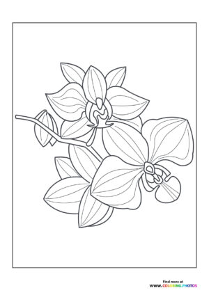 Orchid flower