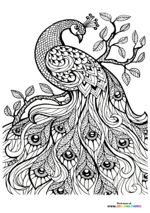 Peacock coloring page for adults
