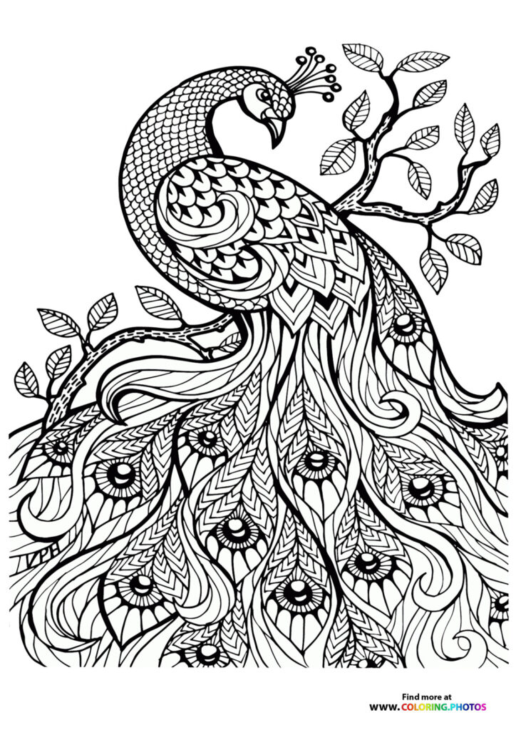 Ornate peacock with patterned tail feathers and decorative eye spots perched on branches coloring page