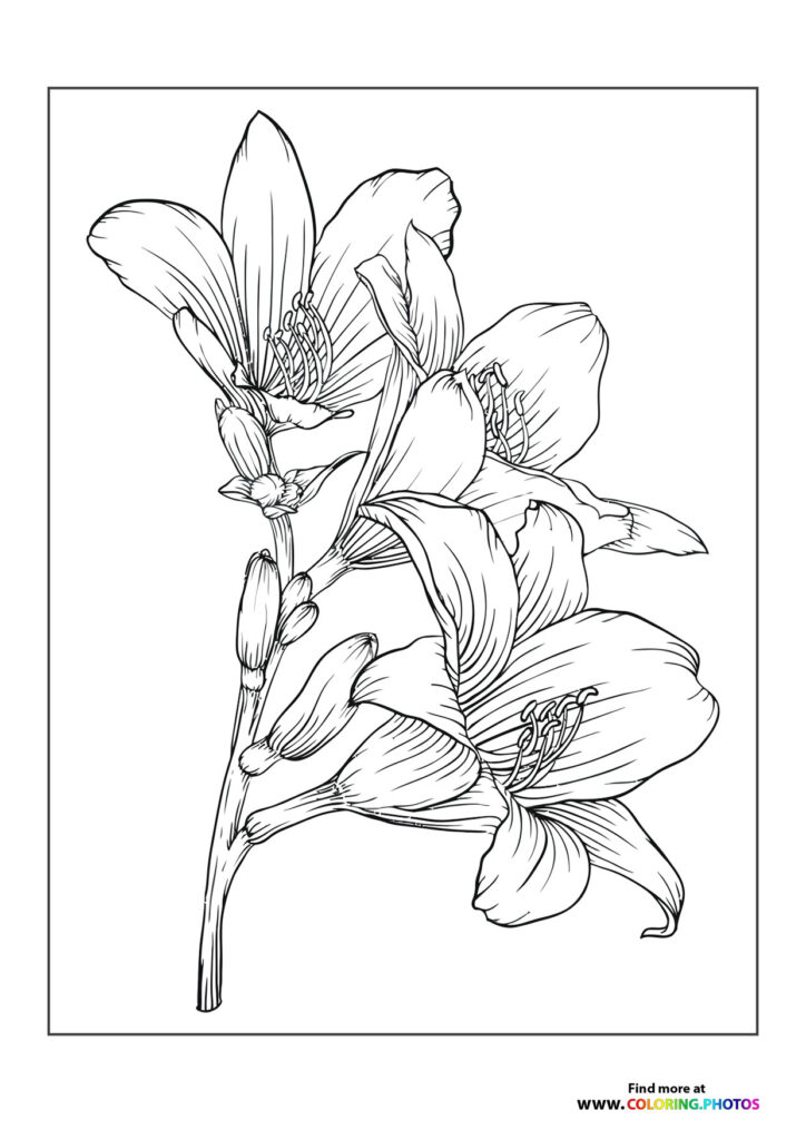 Three blooming lilies on a single stem with detailed petals and stamen coloring page