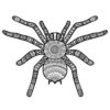 Spider coloring for adults