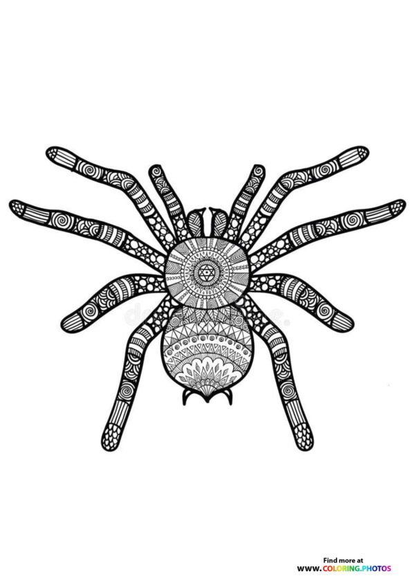 Spider coloring for adults