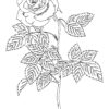 Valentines rose coloring page