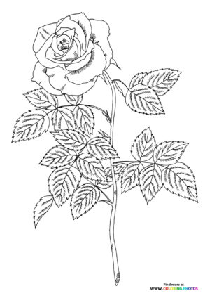 Valentines rose coloring page