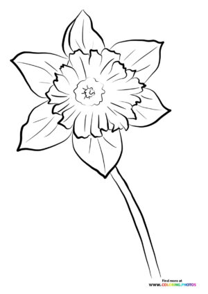 Yellow Easter Daffodil coloring page