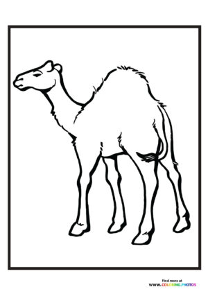 Zoo camel
