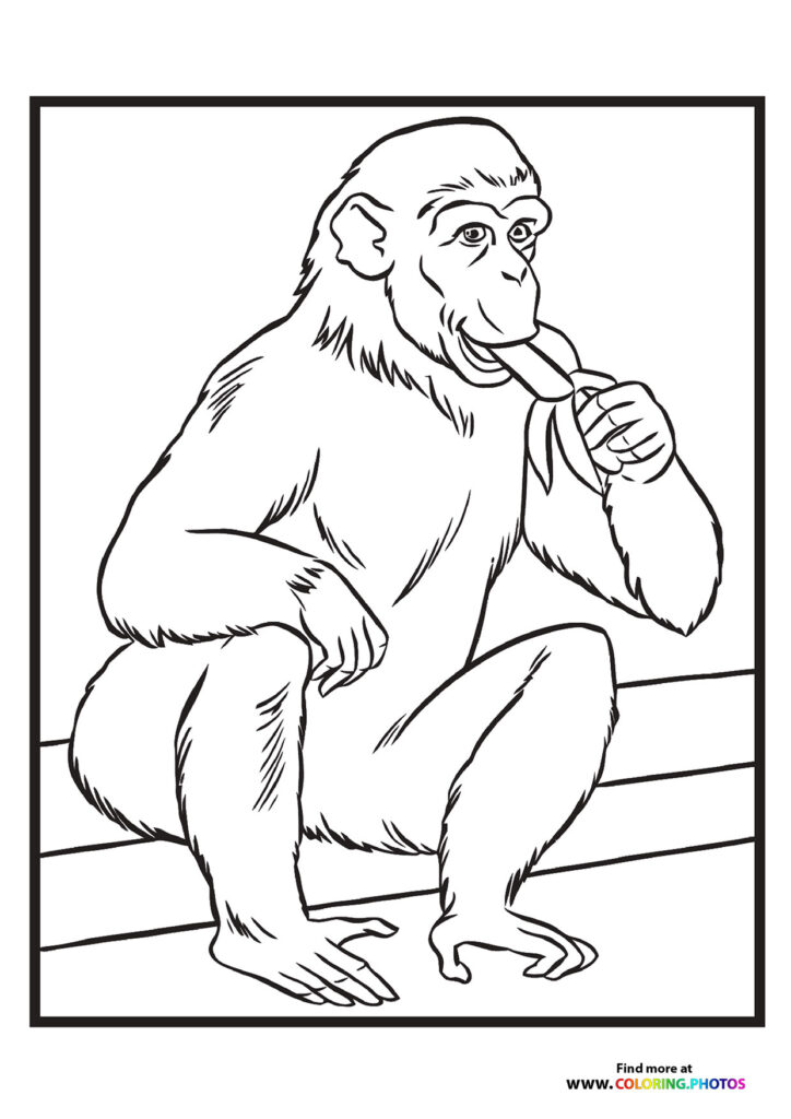 Chimpanzee sitting on a wooden fence eating a banana, zoo animal coloring page