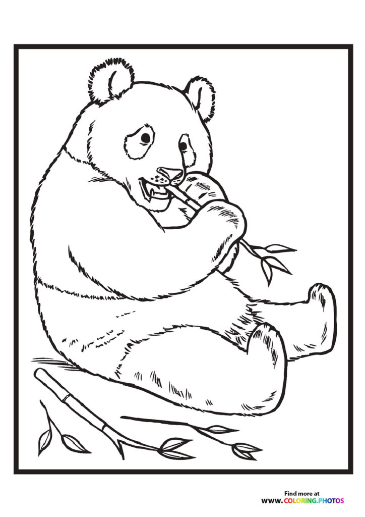 A panda bear sitting and eating bamboo from its paws coloring page
