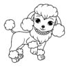 Poodle dog with a necklase
