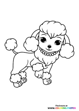 Poodle dog with a necklase